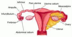 Děloha: (uterus, metra, hystera) dutý svalnatý orgán hruškovitý tvar lehce předozadně oploštělá váha a tvar dělohy jsou závislé na věku ženy a funkčním stavu tohoto orgánu V