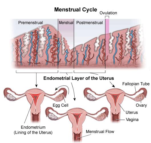 1) Endometrium: šedorůžovou barvu E. j. cylindrický v ostium uteri - e. m.