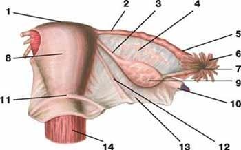 uteri směřuje od hrdla děložního k laterální stěně