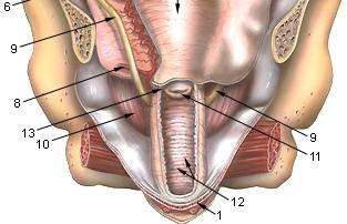 Sliznice složena v příčné řasy rugae vaginales, jsou na