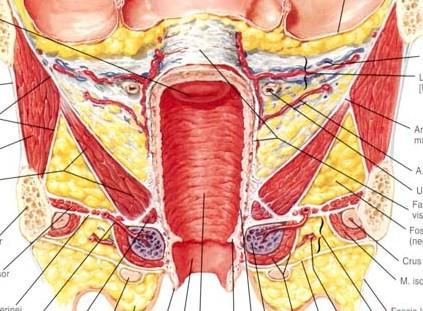 mezi oběma orgány vytváří peritoneum výchlipku excavatio rectouterina mezi pochvu a konečník vsouvá
