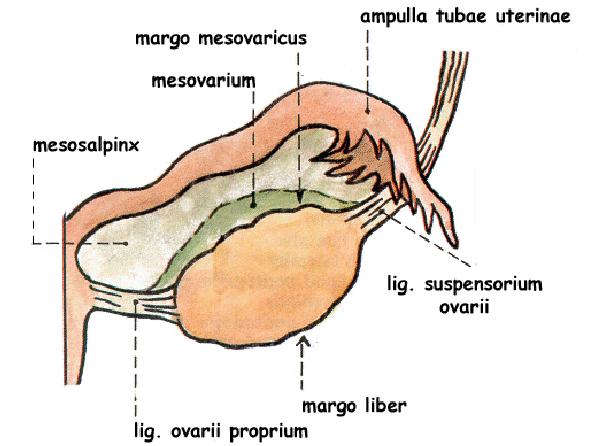 horní konec (extremitas tubaria) dolní konec (extremitas