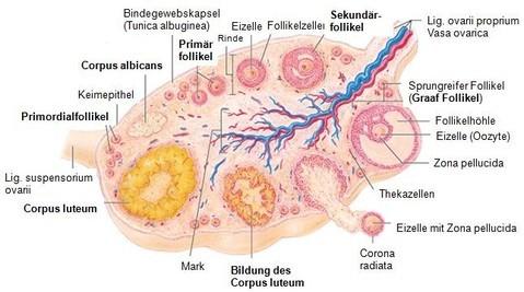 Ovulační cyklus: Zralý folikul - folliculus ovaricus vesiculosus zralé vajíčko - průměr 120