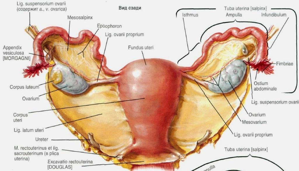 uteri Fixován: ligamentum ovarii proprium ligamentum suspensorium