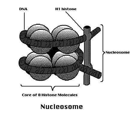 Nukleosom Histony (H2A a H2B) a (H3 a H4) tvoří dimery, ty tvoří tetramery a dohromady pak