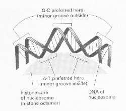 Vazba DNA k histonům nukleosomu Na nukleosom připadá zhruba 200 bp, z toho 146 bp se točí 1.