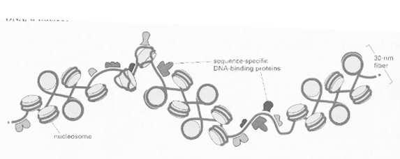 Chromatinové vlákno 30-nm chromatinové vlákno s nukleosomy a