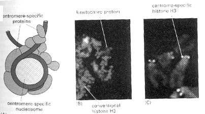 Centromery mají odlišné histony Centromere specific proteins Kinetochore protein