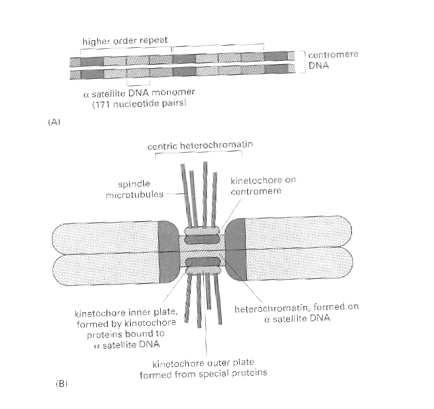 Struktura centromery higher order repeat α satelite DNA monomer 17 nucleotide pairs centromere DNA Spindle microtubules Centric heterochromatin kinetochore on centromere