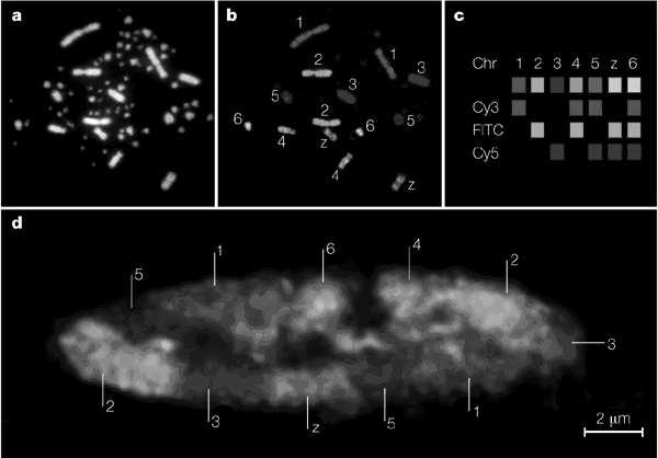 Chromosomová teritoria (CT) První experimenty, které vedly k závěru, že chromosomy se nacházejí v jádře v podobě ohraničených