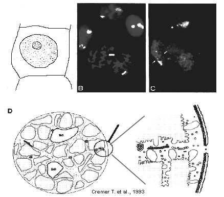 (Münkel et al.