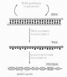 Od DNA k proteinu Transkripce DNA DNA Syntéza