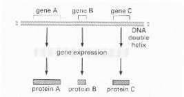 Genetická informace v DNA Gen A Gen B Gen C Exprese