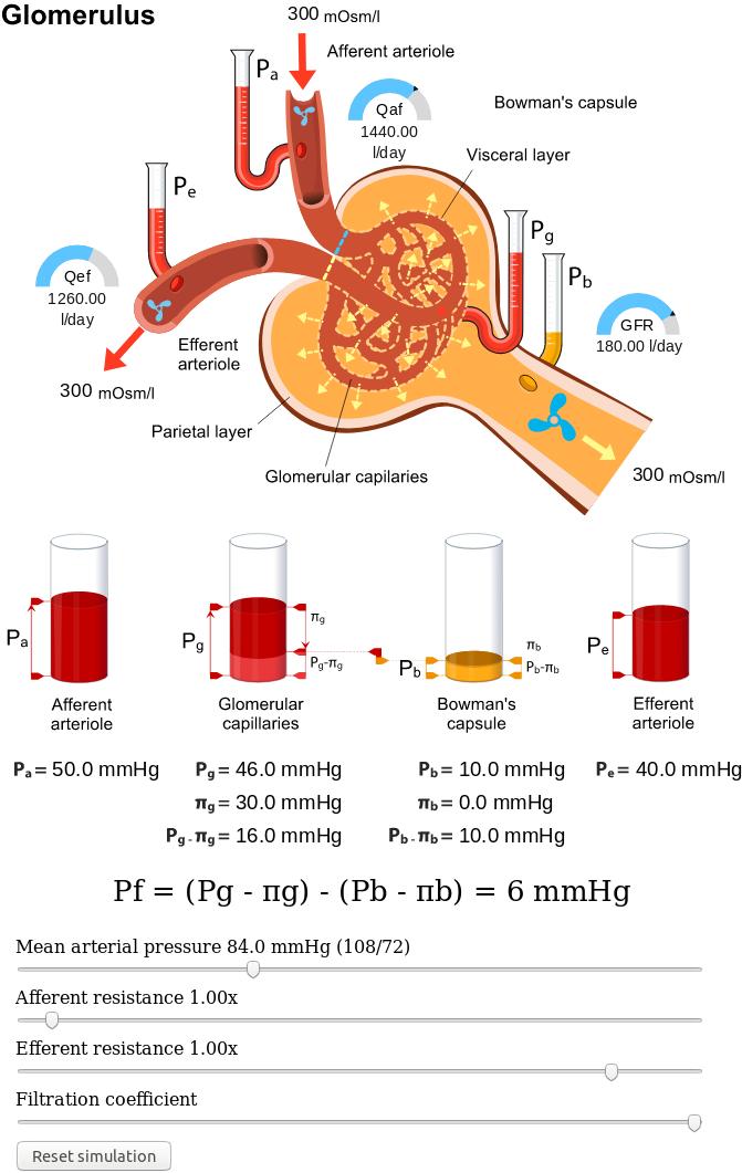Obrázek 4 Simulátor glomerulu (anglická verze). Simulátor je realizován jako interaktivní obrázek propojený se simulačním modelem v pozadí.