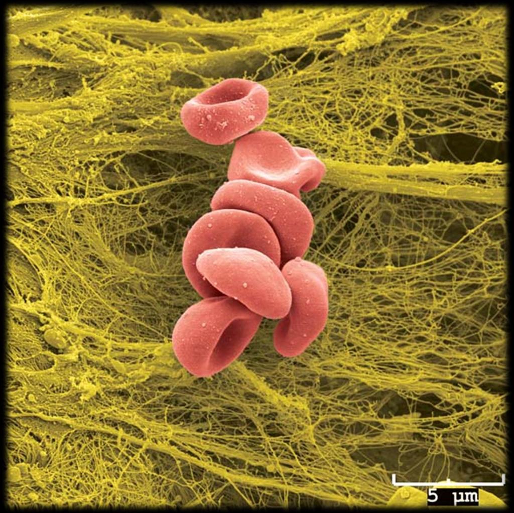 Elektronový mikroskop Červené krvinky Central