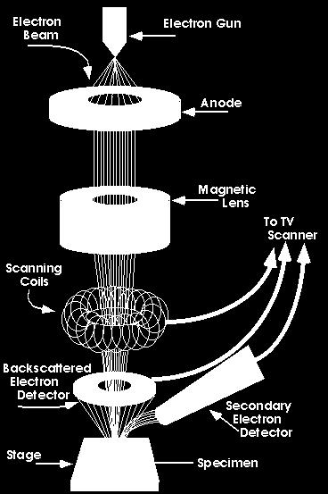 elektronů tenkou vrstvou materiálu, sestrojen 1931, od