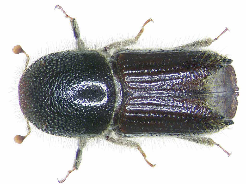 Lesy Kůrovcová kalamita Lýkožrout smrkový (Ips typographus), autor: Udo Schmidt, zdroj: wikimedia.