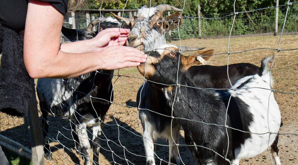 Kultura Na farmě to stále žije Během podzimu uspořádala Farma Klínec postupně několik kulturních akcí, z toho tři z nich byly cílené pro rodiny a děti.