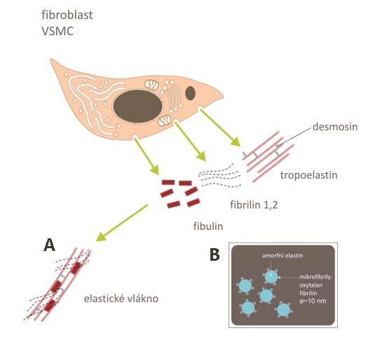 Vlákna elastinu jsou obvykle tenčí než kolagenová (10-20 nm), jejich syntéza probíhá několikastupňově (obrázek 3.4). 1. Oxytalanová vlákna se skládají z mikrofibril tvořených fibriliny [Smith et al.