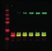 08 REAGENCIE Sekundární protilátky IRDye 800CW, 680RD, 680LT Pro western bloty, In-Cell western, On-Cell western, proteinové arraye, imunofluorescenční mikroskopii a FRET eseje Použití při vlnových