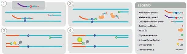 08 REAGENCIE trhamp SNP GENOTYPING SYSTEM Unikátní technologie kombinující systém dvou enzymů s hybridními RNA-DNA primery Kompletní nabídka všech lidských mutací Alelicky specifický systém Stejný