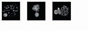 02 SPECIÁLNÍ ZAŘÍZENÍ PRO LABORATOŘE PROCELL GGS JL003 Chromosome Resolution Additive (CRA) Výrazně zvyšuje rozlišení pruhů na chromozomech Antagonista colchicinu redukuje zkracování chromozomů Velmi