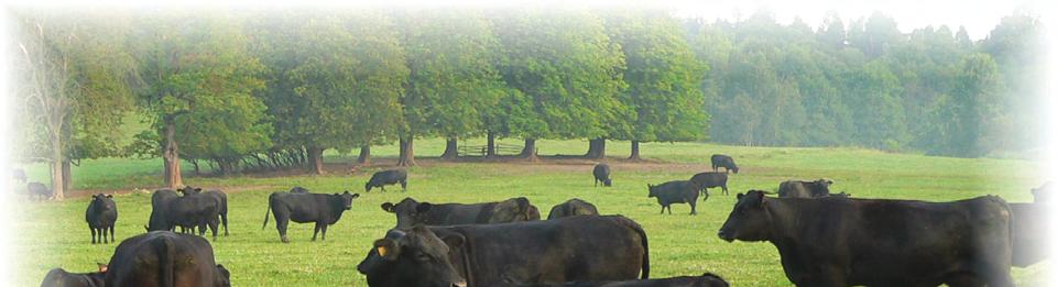 Řádní členové plemenné knihy Aberdeen angus dle stavu k 31.12.