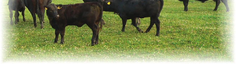 100 104 102 96 Přidružení členové plemenné knihy Aberdeen angus dle stavu k 31.12.2008 člen PK nemá zapsánu žádnou plemenici v oddíle "A" v PK jalovic 1 AKADEMIC Moravia s.r.o. 126 0 0 0 0 0 2 Havelka Luděk,ing.