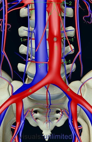 S.Polzer. Stress-strain analysis of aortic aneurysms. Ph.D.Thesis Figure 2 anatomy of healthy male abdominal aorta.
