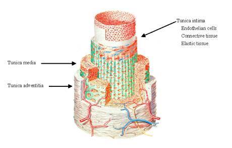 mesenterica inferior, 4-iliac arteries, 5-internal spermatic arteries. Reprint from 83 