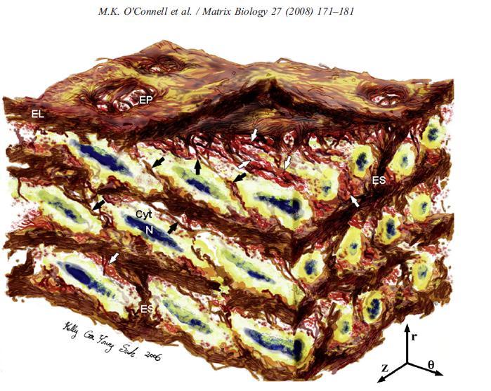 S.Polzer. Stress-strain analysis of aortic aneurysms. Ph.D.Thesis Figure 4 Artistic rendering of rat aortic medial microstructure. Aortic media shows complex, interconnected structure.
