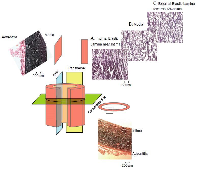 Smooth Muscle Cell (SMC) features include staggered elliptical nuclei (N) oriented circumferentially with radial tilt, and cytoplasm (Cyt) abuts IEFs and overlaps adjacent SMCs.