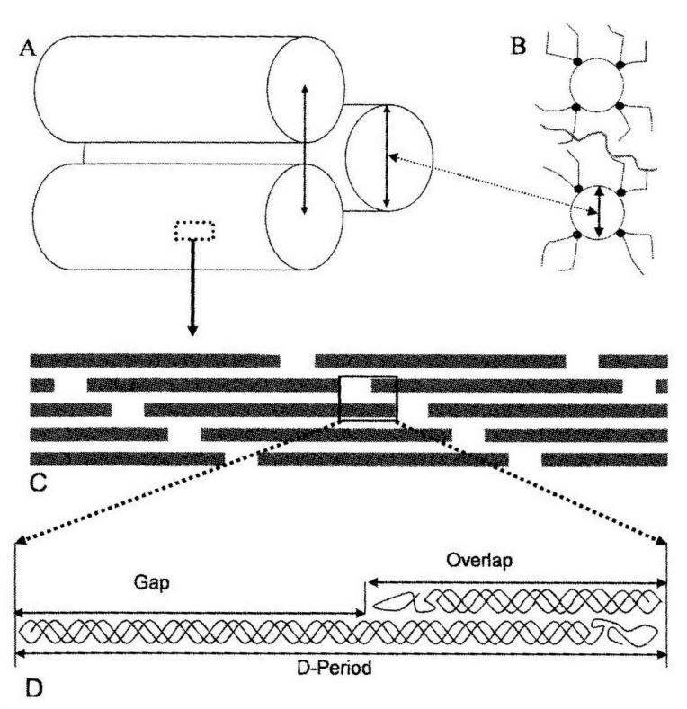 S.Polzer. Stress-strain analysis of aortic aneurysms. Ph.D.Thesis Structure of a collagen fiber is shown in Figure 7. Polypeptidic chains form a triple helix macromolecule of collagen.