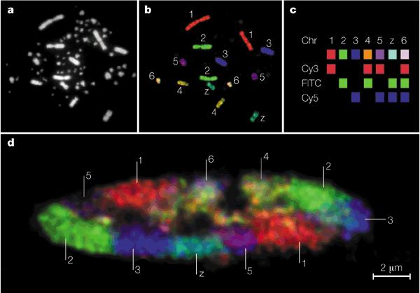 Chromosomová teritoria (C) První experimenty, které vedly k