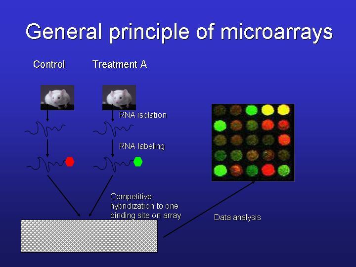 Princip DN microarrays Obarvená RN se váže k malému spotu na sklíčku, kde je
