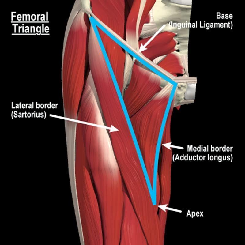 TRIGONUM FEMORALE - OHRANIČENÍ Baze: ligamentum inguinale Laterálně: mediální okraj m. sartorius Mediálně: mediální okraj m.