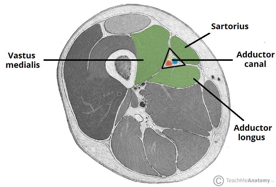 ADDUCTOR CANAL - OHRANIČENÍ Anterolaterálně: m.