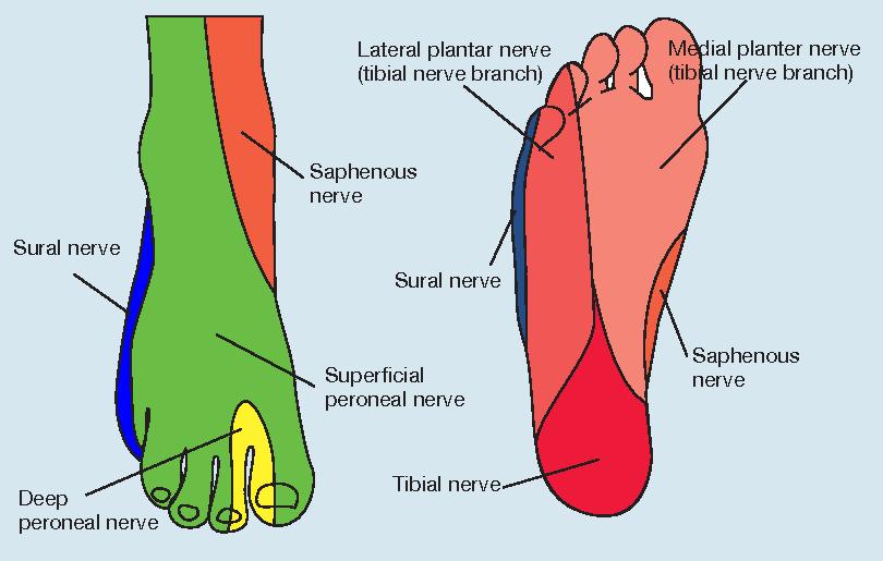 ANKLE BLOCK Blokáda(y) pro operační výkony na noze Nezpůsobuje motorický deficit, bez