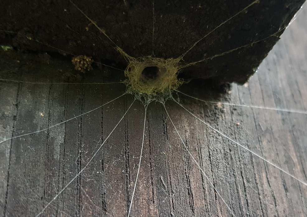 .. 17 Hrabalky (Pompilidae) specialisté na lov pavouků III: rod Dipogon... 20 Nepříjemné, bolestivé?... 24 Problematika vlivu agrochemikálií na slíďáky... 25 K 85. narozeninám Jaroslava Svatoně.