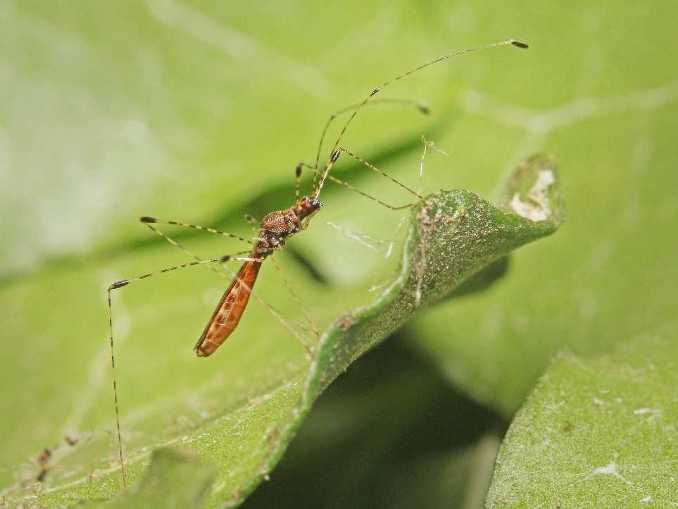 BIOLOGIE Hrabalky (Pompilidae) specialisté na lov pavouků III: rod Dipogon Velmi homogenní skupina malých až středně velkých, černě zbarvených hrabalek s charakteristickými znaky na předních křídlech
