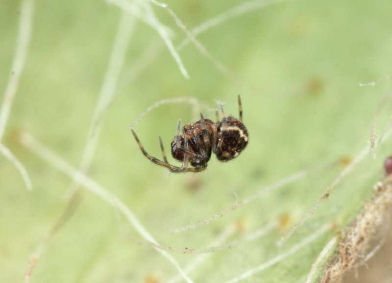 FOTOKOUTEK Samec Microdipoena jobi z Fládnitzského vřesoviště v NP Podyjí (foto F.