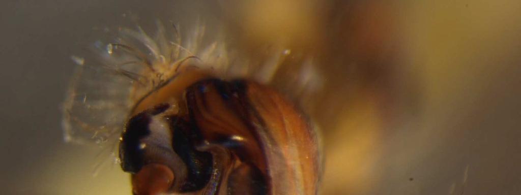 Obr. 3: Palpus