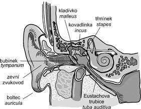 Problematika sluchového postižení vymezení základních pojmů, klasifikace a diagnostika sluchových vad Význam sluchu pro člověka: základ pro komunikaci (sociální vztahy) zdroj informací o věcech a