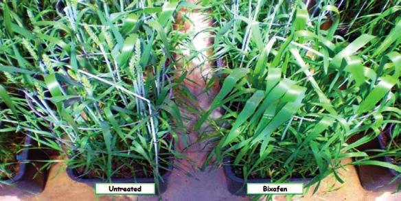Fungicides and Antifungal Compounds