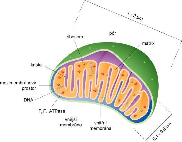 Obr. 1 Popis stavby mitochondrie, dostupné z: http://vydavatelstvi.vscht.cz/knihy/uid_es- 002_v1/hesla/mitochondrie.