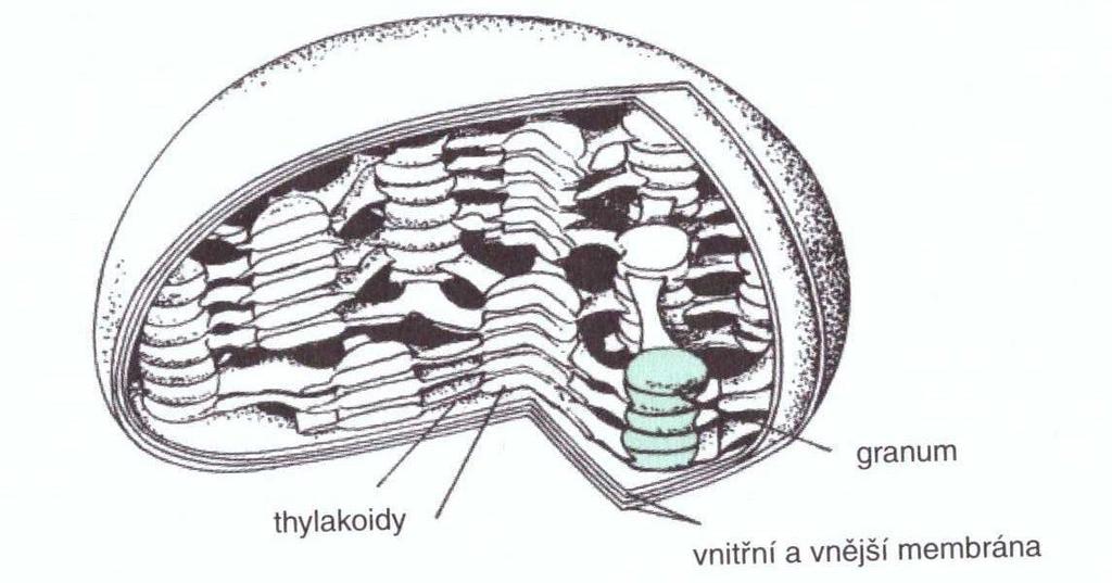 Obr. 3 Stavba plastidu, dostupné z: KINCL, KINCL, JARKLOVÁ, 20
