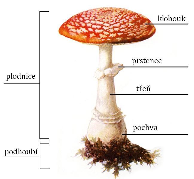 2) Nakresli houbu a popiš stavu těla: 3) Doplň slova do textu: Mykorhiza znamená oboustranně.