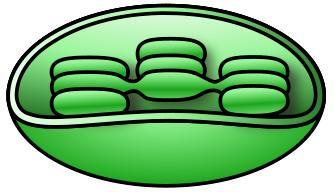 7.2 Pracovní list plastidy a mitochondrie 1) Odpověz na otázku: V buňkách organismů najdeme organely, které slouží k výrobě energie a dýchání, jak se nazývají?