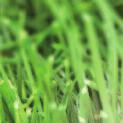 Nezastavitelný! Růst trávy je zajištěn barenbrug je známý pro své inovativní travní koncepty, které poskytují řešení nejrůznějších situací.