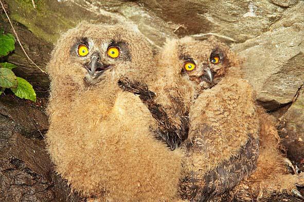 Výroční zpráva občanského sdružení TYTO za rok 2011 13 Projekt Monitoring a ochrana výra velkého (Bubo bubo) v Jeseníku. Výr velký je naší a současně evropskou největší sovou.